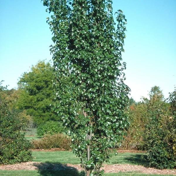 Pyrus calleryana 'Capital' – Pyrus calleryana 'Capital'