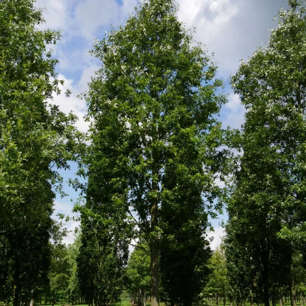 Quercus castaneifolia – Chestnut-leaved oak