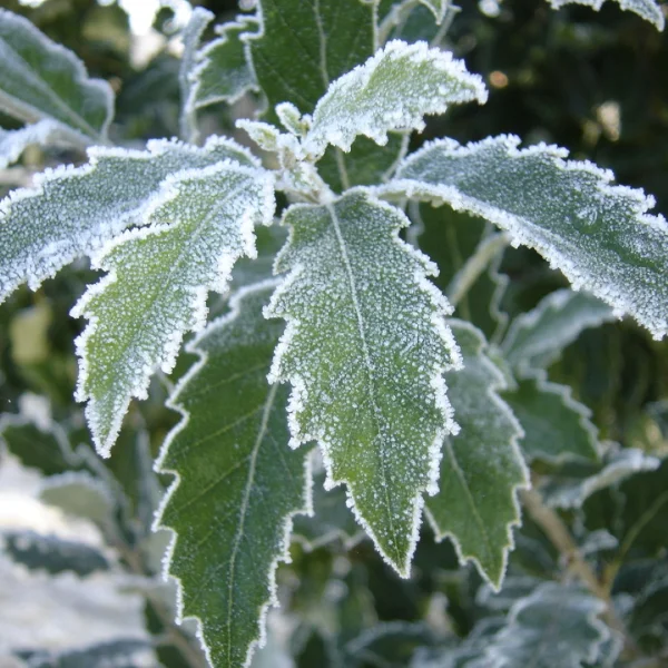 Quercus ×hispanica 'Fulhamensis' – Fulham oak