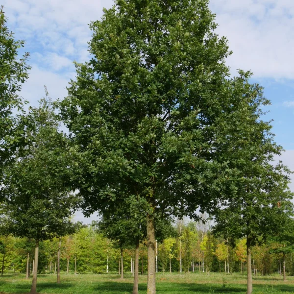 Quercus petraea – Sessile oak, Durmast oak