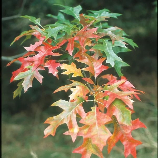 Quercus shumardii