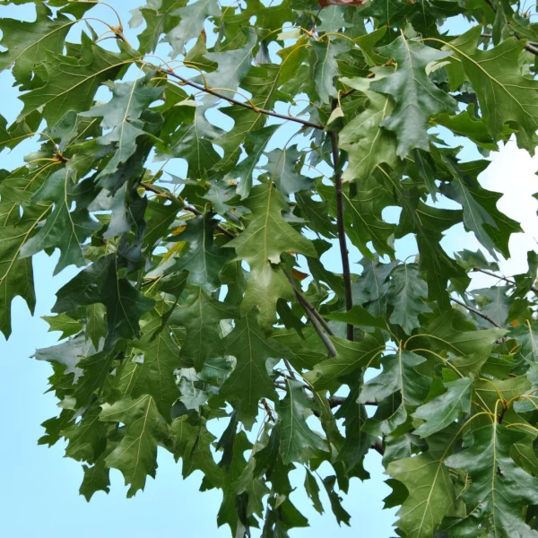 Quercus velutina 'Albertsii' – Quercus velutina 'Albertsii'