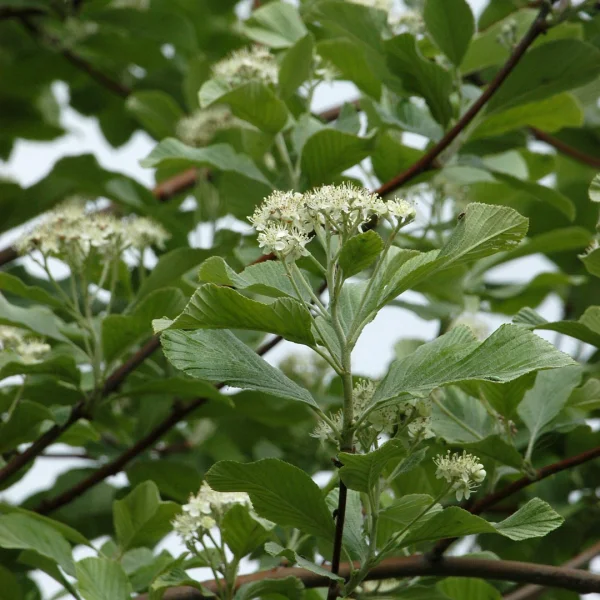 Sorbus aria 'Majestica' – Sorbus aria 'Majestica'