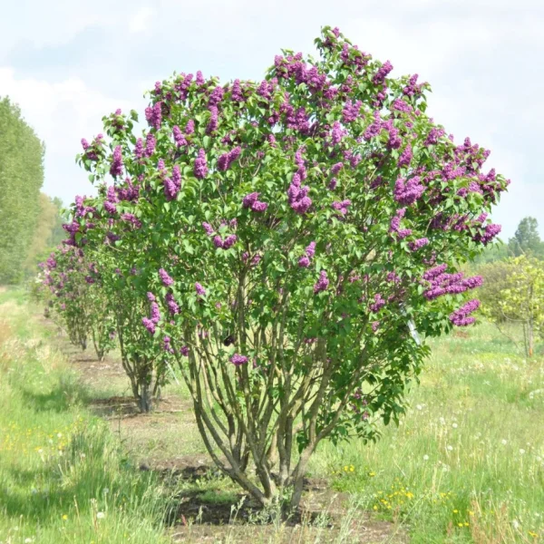 Syringa vulgaris 'Andenken an Ludwig Späth' – Syringa vulgaris 'Andenken an Ludwig Späth'