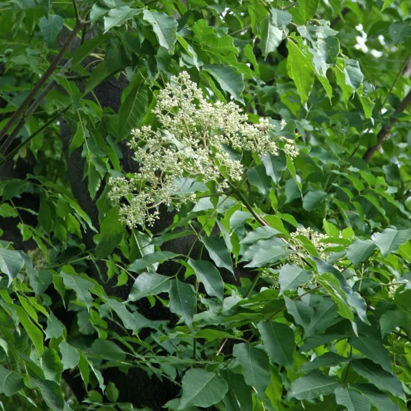 Tetradium daniellii – Tetradium daniellii