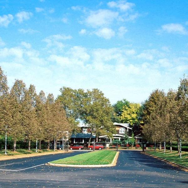Tilia americana 'Redmond' – Tilia americana 'Redmond'