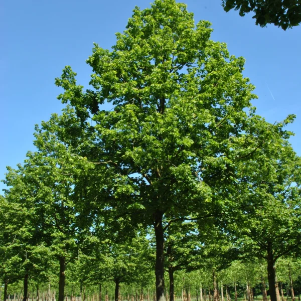 Tilia platyphyllos 'Rubra' – Red-twigged lime