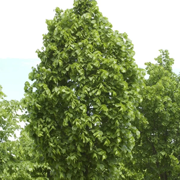 Tilia platyphyllos 'Örebro' – Tilia platyphyllos 'Örebro'