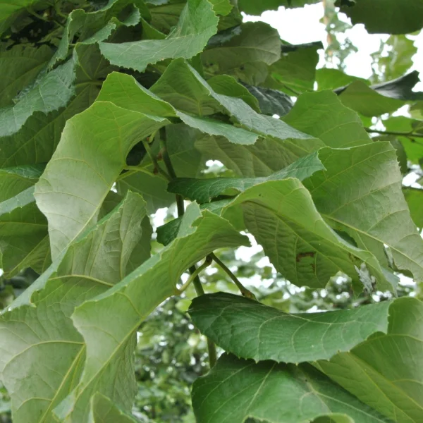 Tilia tomentosa STERLING SILVER ('Wandell') – Tilia tomentosa STERLING SILVER ('Wandell')