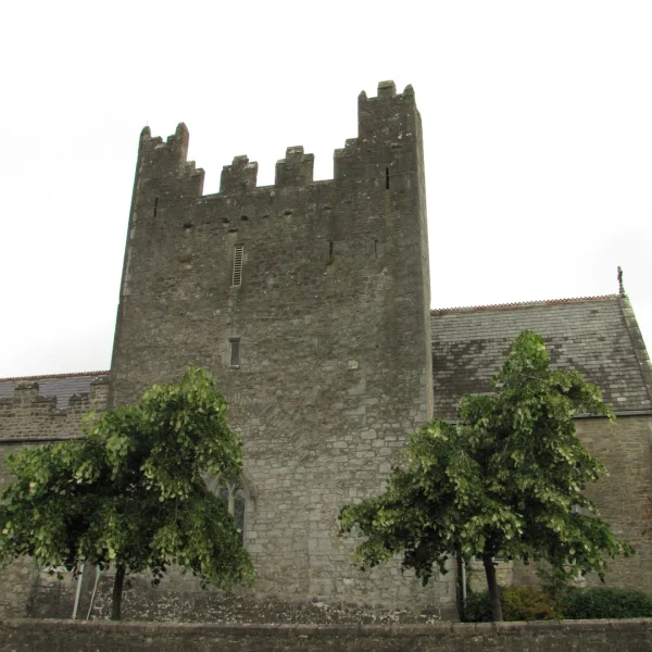 Tilia tomentosa 'Pendula' – Pendent silver linden