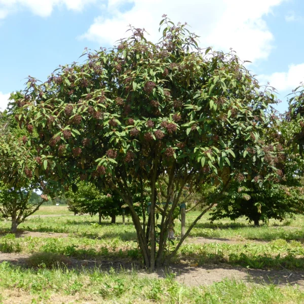 Viburnum rhytidophyllum – Viburnum rhytidophyllum