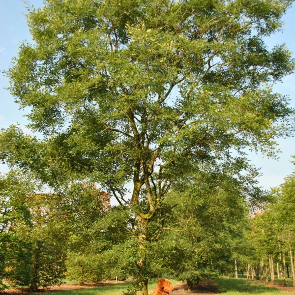 Zelkova carpinifolia 'Verschaffeltii' – Zelkova carpinifolia 'Verschaffeltii'