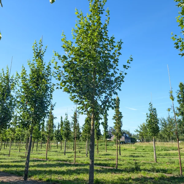 Acer saccharum BELLE TOWER ('Reba') &ndash; Acer saccharum BELLE TOWER ('Reba')
