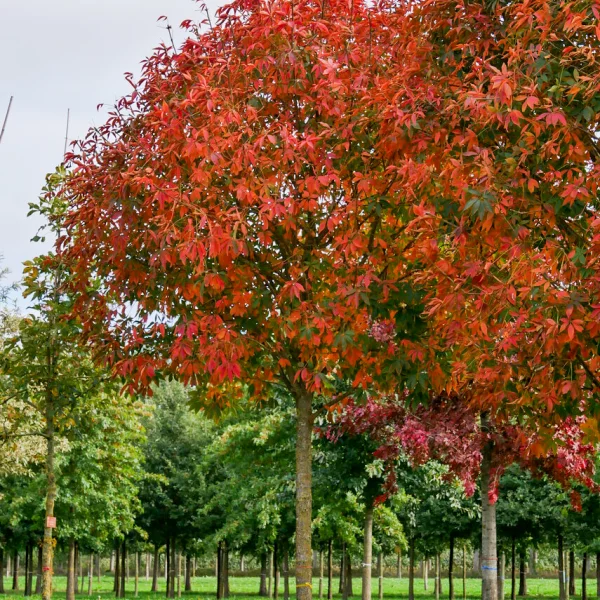 Aesculus ×arnoldiana &ndash; Aesculus ×arnoldiana