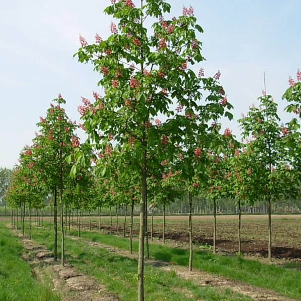 Aesculus ×carnea – Red horsechestnut