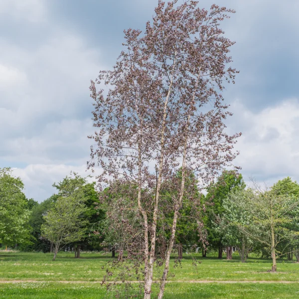 Betula ROYAL FROST ('Penci-2') &ndash; Betula ROYAL FROST ('Penci-2')