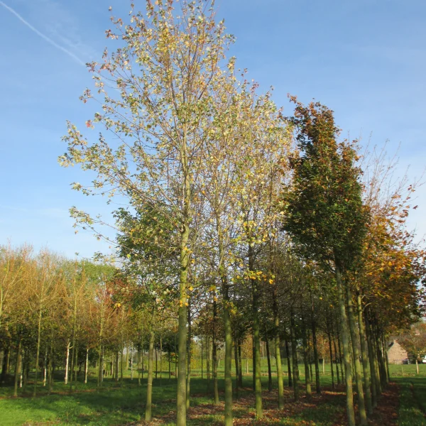 Acer ×freemanii 'Elegant' – Acer ×freemanii 'Elegant'