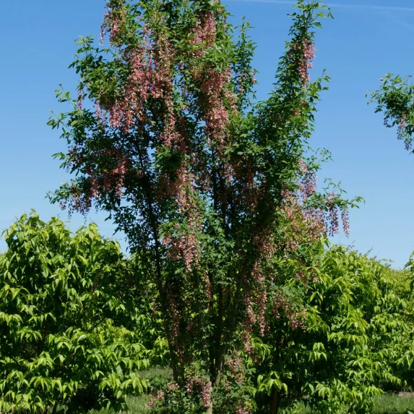Laburnocytisus adamii – Laburnocytisus adamii