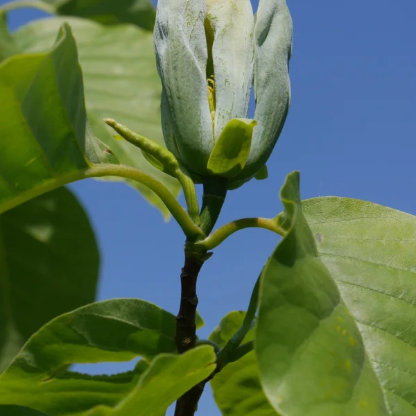 Magnolia acuminata 'Blue Opal' – Magnolia acuminata 'Blue Opal'