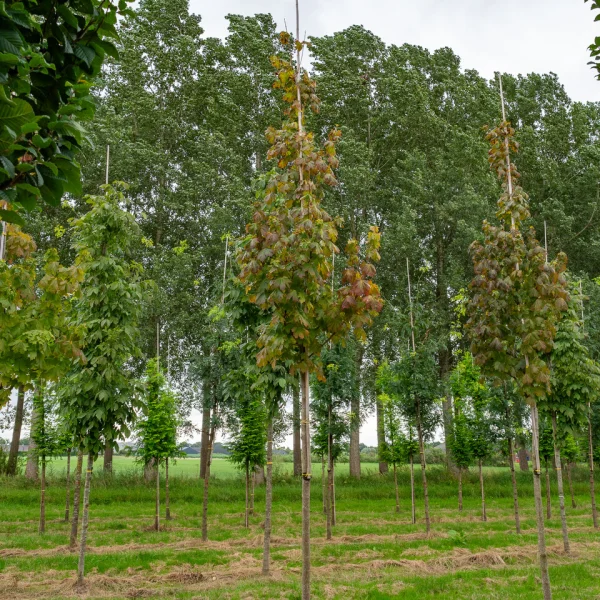 Acer platanoides 'Princeton Gold'
