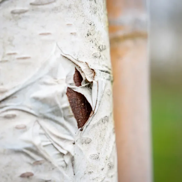 Betula utilis 'Doorenbos' – Betula utilis 'Doorenbos'