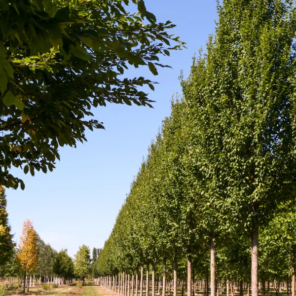 Carpinus betulus 'Lucas' – Carpinus betulus 'Lucas'