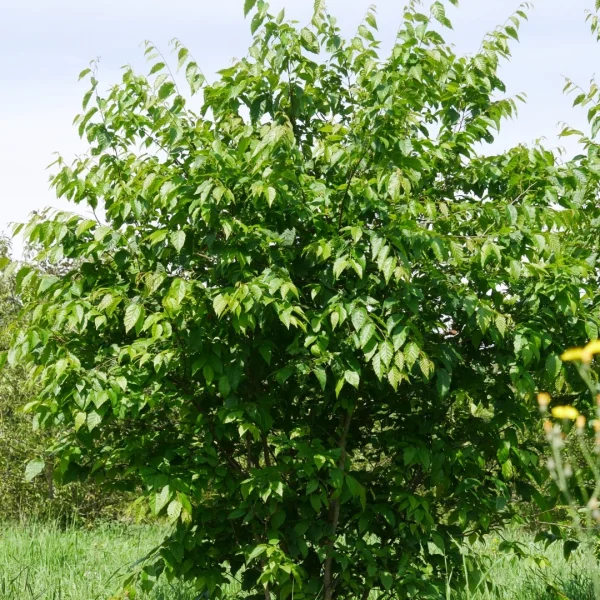 Carpinus caroliniana 'Red Fall' – Carpinus caroliniana 'Red Fall'