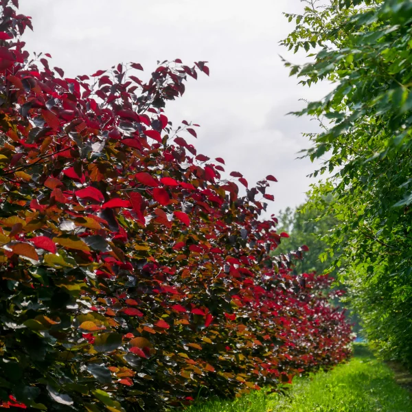 Cercis canadensis 'Merlot' – Cercis canadensis 'Merlot'