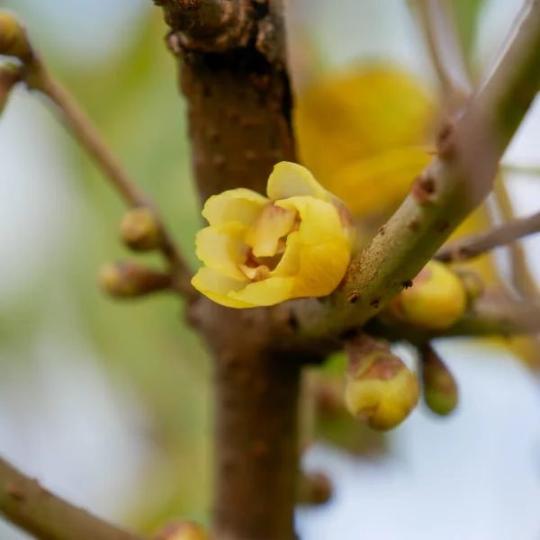 Chimonanthus praecox – Chimonanthus praecox