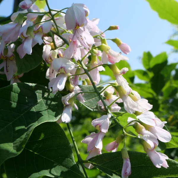 Cladrastis kentukea 'Perkin's Pink' – Cladrastis kentukea 'Perkin's Pink'
