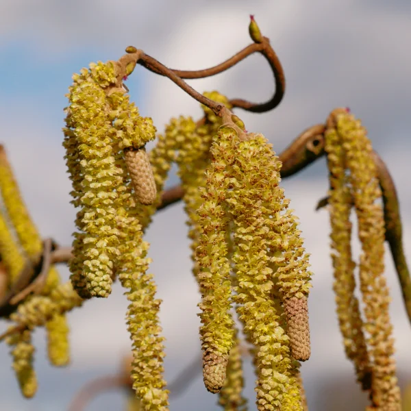 Corylus avellana – Common hazel