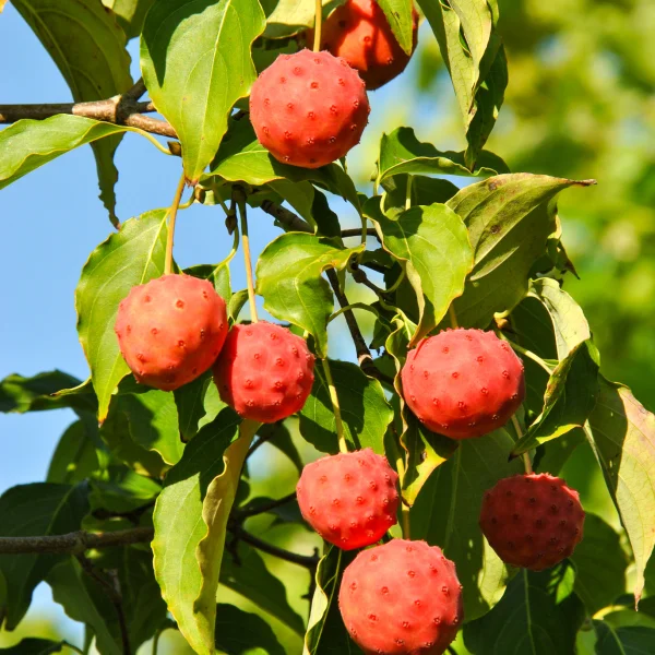 Cornus kousa – Kousa dogwood