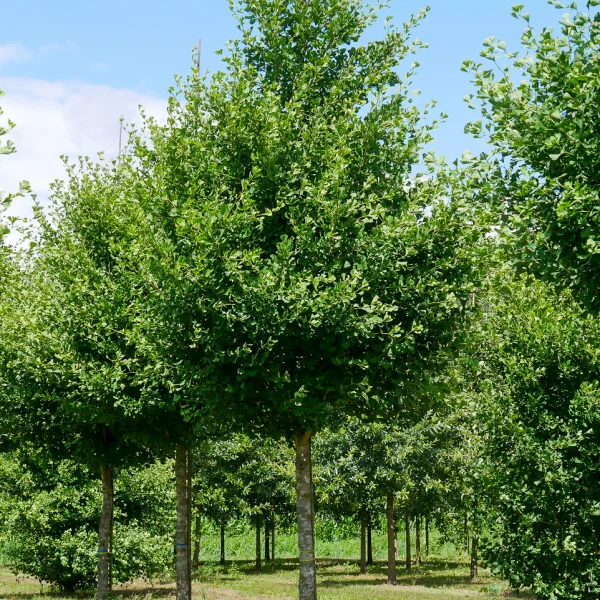 Ginkgo biloba FASTIGIATA BLAGON ('Blagon') – Ginkgo biloba FASTIGIATA BLAGON ('Blagon')