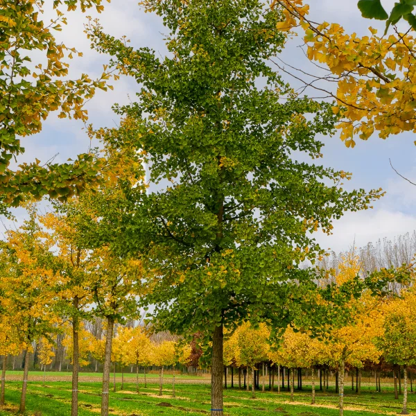 Ginkgo biloba – Maidenhair tree