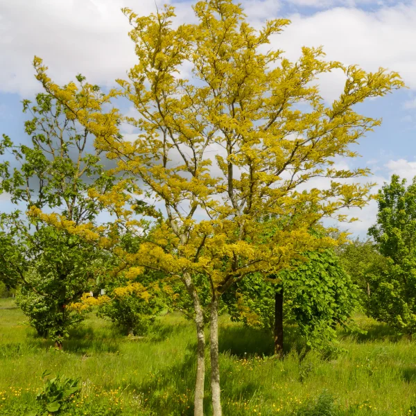 Gleditsia triacanthos 'Sunburst' – Gleditsia triacanthos 'Sunburst'