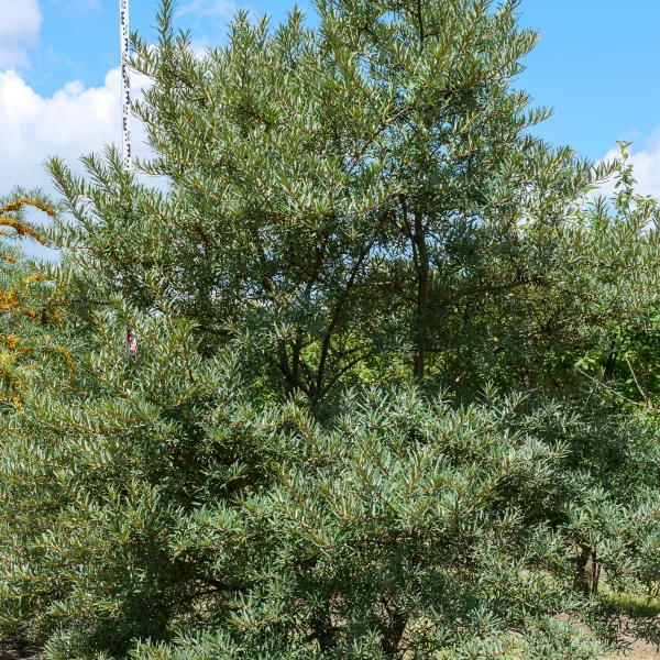 Hippophae rhamnoides 'Pollmix' – Hippophae rhamnoides 'Pollmix'