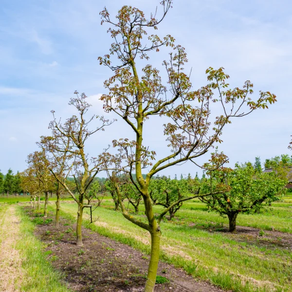 Juglans regia 'Lange van Lod'