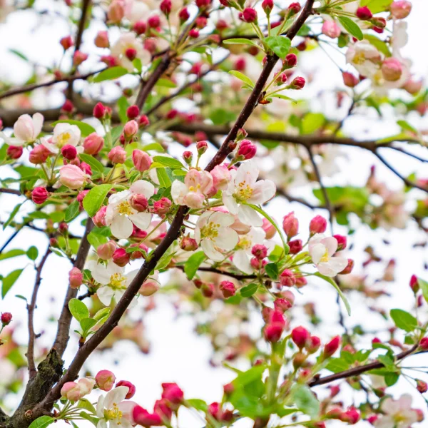 Malus 'Evereste' – Flowering Crab