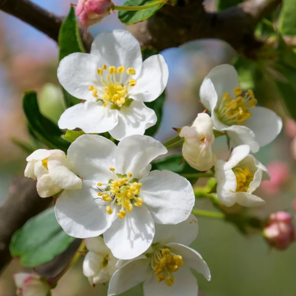 Malus toringo 'Sargent's Elegant' – Malus toringo 'Sargent's Elegant'
