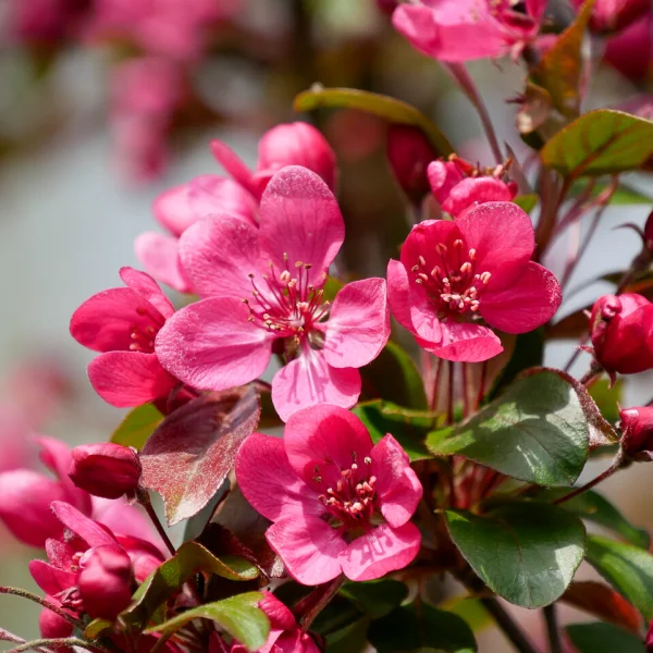 Malus 'Veitch's Scarlet' – Malus 'Veitch's Scarlet'
