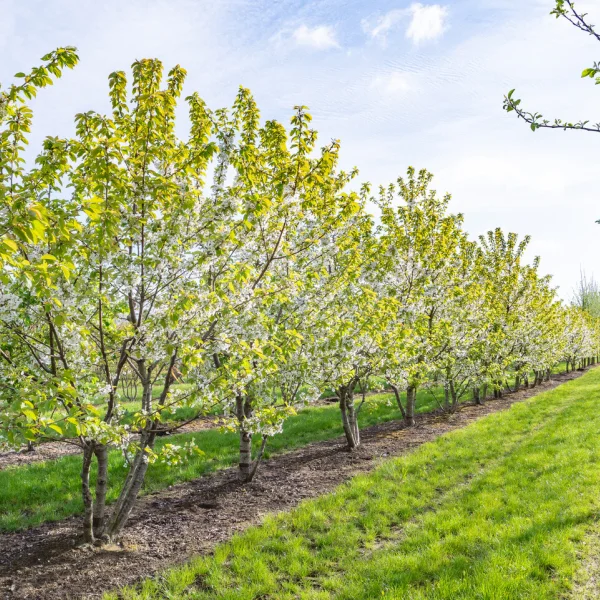 Prunus avium 'Lapins'