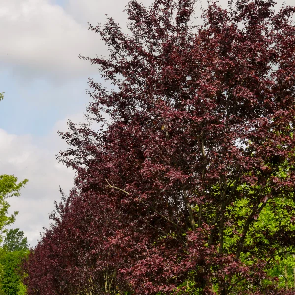 Prunus cerasifera 'Nigra' – Myrobalan plum, Cherry plum