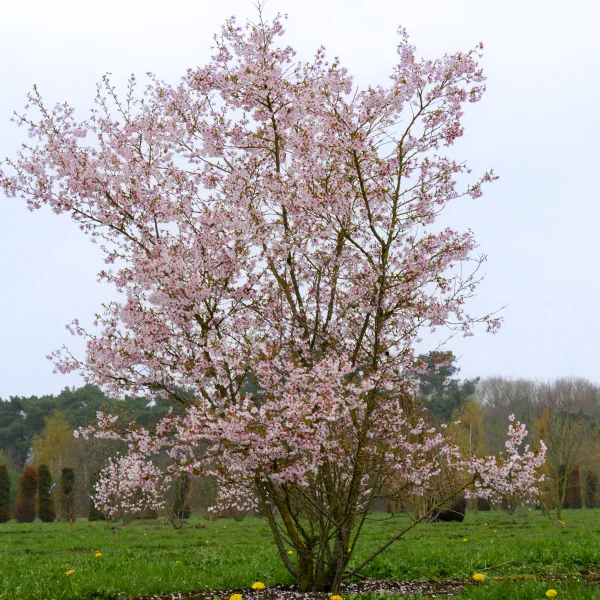Prunus incisa 'Mikinori' – Prunus incisa 'Mikinori'
