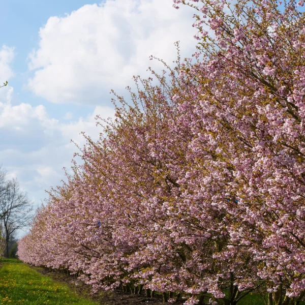 Prunus incisa 'Oshidori' – Prunus incisa 'Oshidori'