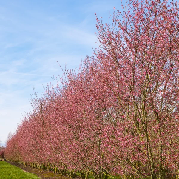 Prunus incisa 'Paean' – Prunus incisa 'Paean'