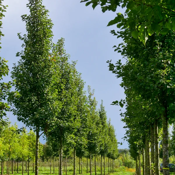 Pyrus calleryana 'Chanticleer' – Pyrus calleryana 'Chanticleer'