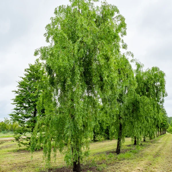 Salix alba 'Green Valley'