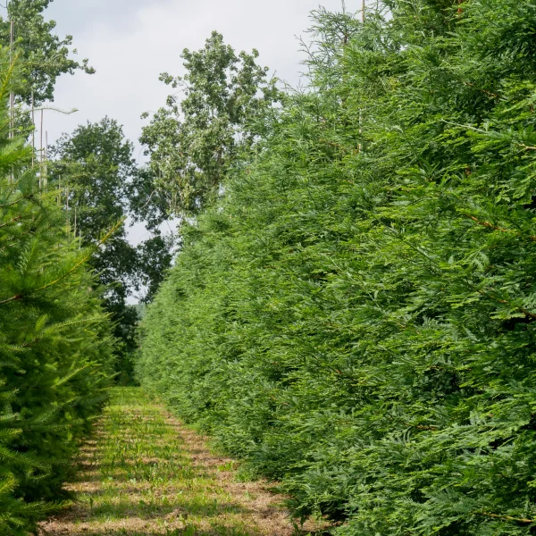 Sequoia sempervirens 'Illa Martin' – Sequoia sempervirens 'Illa Martin'