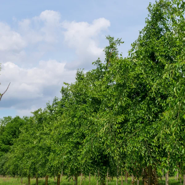 Ulmus 'Sapporo Autumn Gold' – Ulmus 'Sapporo Autumn Gold'