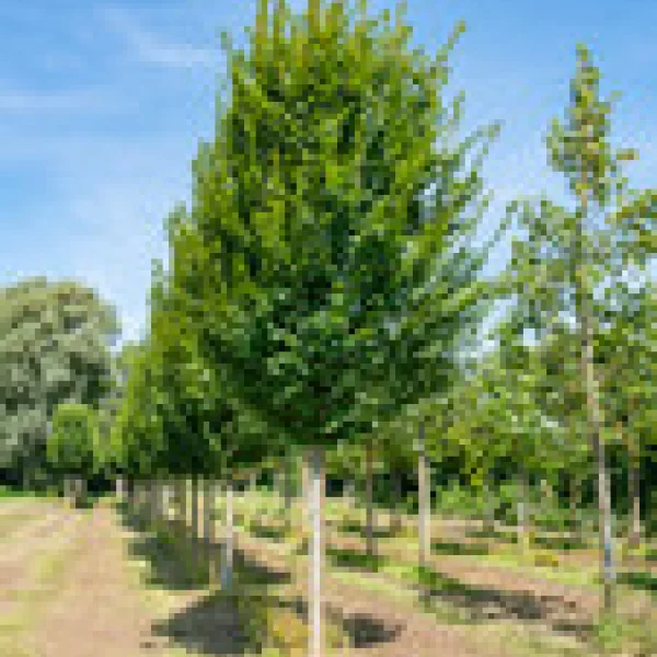 Carpinus betulus 'Lucas' &ndash; Carpinus betulus 'Lucas'